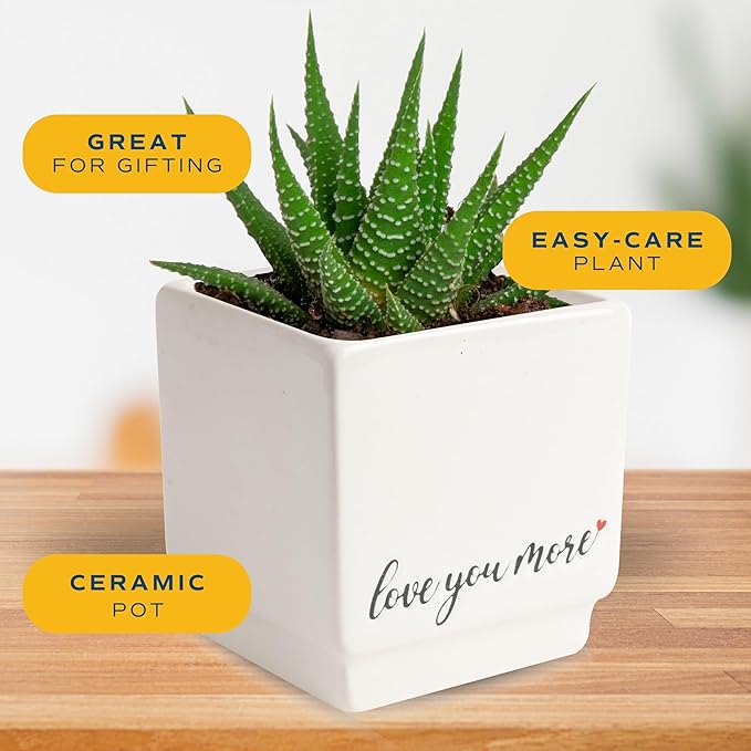 Costa Farms Mini Haworthia Succulent Fully Rooted Live Indoor Plant 6-Inches Tall, in Kokedama Ball