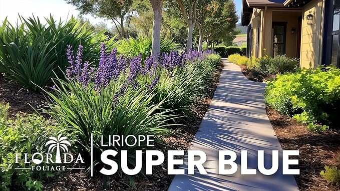 Liriope Super Blue | 20 Live Plants | Liriope muscari 'Super Blue' | Ornamental Ground Cover Plants | Shade-Tolerant Landscaping Perennial