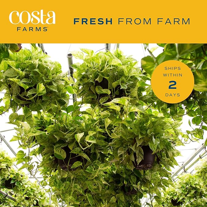 Costa Farms Golden Pothos Live Plant, Easy to Grow Vining Live Indoor Houseplant in Décor Planter, Real Housewarming Plant Gift, Home or Room Decor, 8-Inches Tall