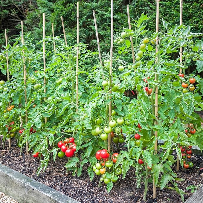 Bamboo Stakes,3FT Natural Bamboo Garden Stakes,BOVITRO 25Pcs Bamboo Plant Stakes,Bamboo Sticks for Tomato,Beans,Vegetable and Climbing Plants