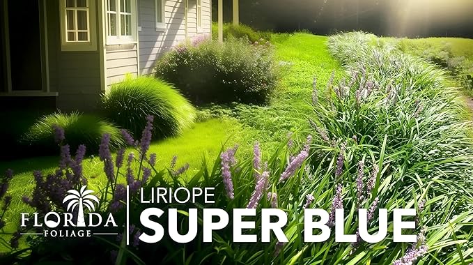 Liriope Super Blue | 10 Live 4 Inch Plants | Liriope muscari 'Super Blue' | Ornamental Ground Cover Plants | Shade-Tolerant Landscaping Perennial