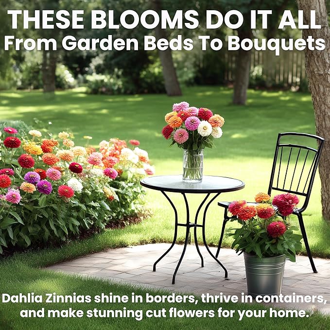 NatureZ Edge Zinnia Seeds for 2025 Planting Outdoors, Over 550 Flower Seeds, 4g, Non GMO Made in USA, Bulk Semillas De Flores para Sembrar, Dahlia Mix, Easy to Grow Zinnia Seed Mix