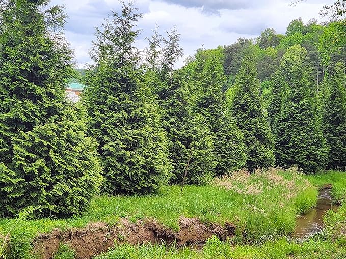 Thuja Green Giant Arborvitae Lot of 75, 3 Inch Pot