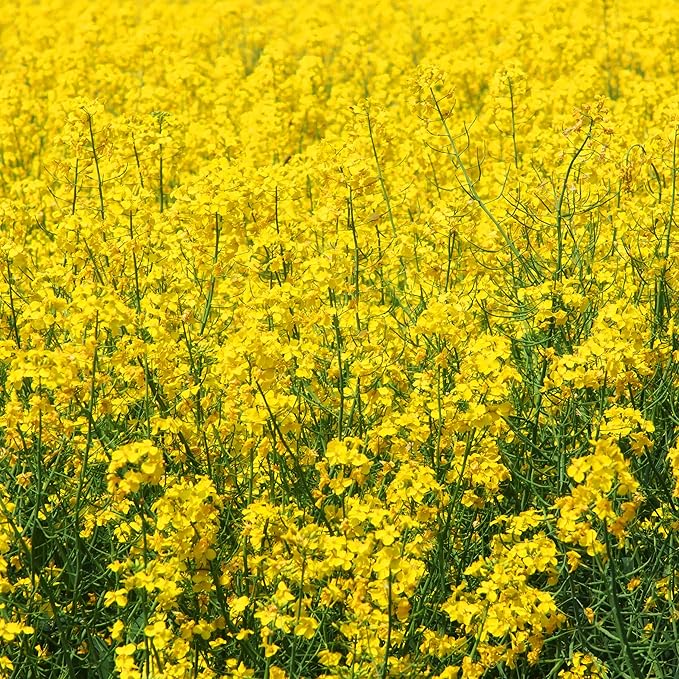 Outsidepride Yellow Mustard Seeds - 10000 Pcs Nutrient-Rich, Flavorful Annual Microgreen Seeds for Planting, Easy-to-Grow, Ideal for Indoor & Outdoor Cultivation, Soil & Hydroponic Systems