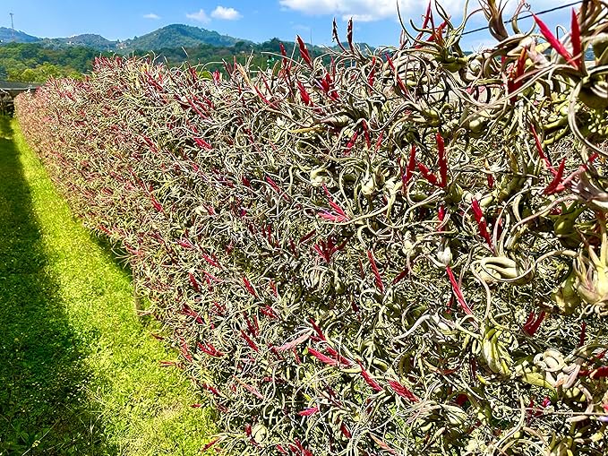 Air Plants - Flowering Tillandsia Caput Medusae, Large 5-7" - 5ct - Live Arrival Guaranteed - House Plants for Home Decor & Gift